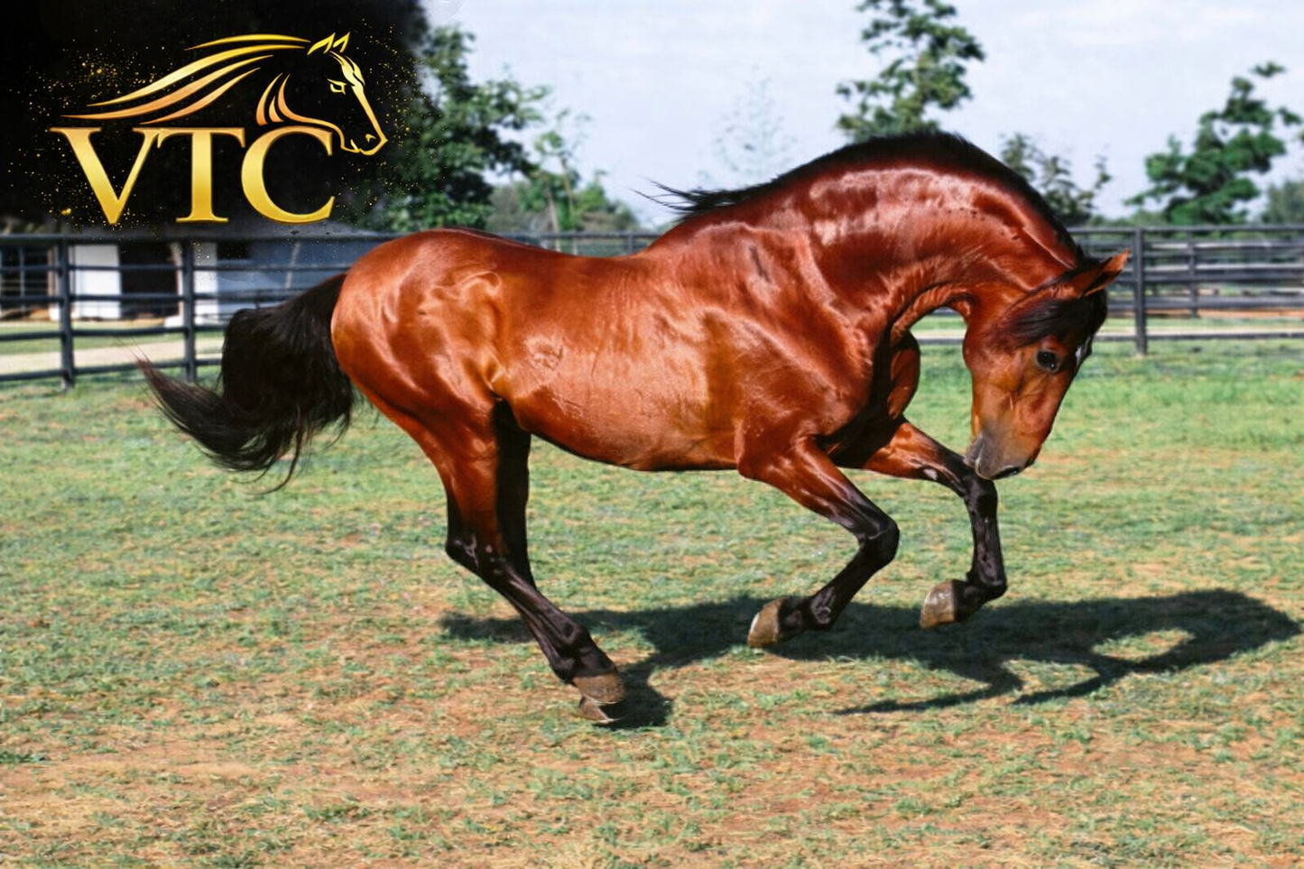 Diamante Caótico de Salem