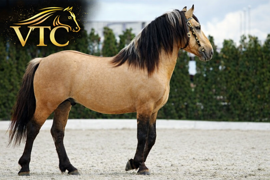 Bohemio de La Vitrina