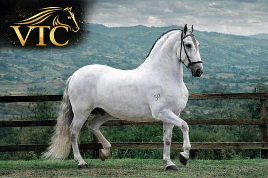 Romancero de La Ilusión